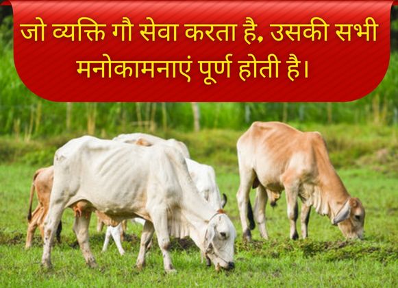 Gau Seva – A Divine Path of Service and Blessings